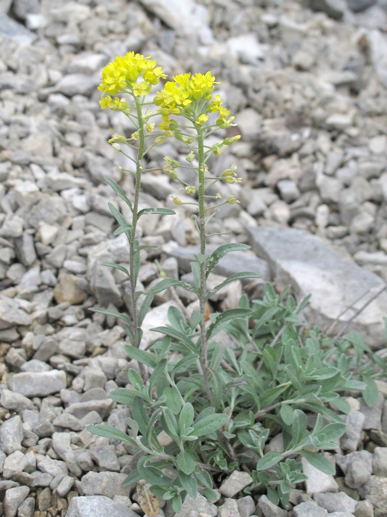 Alyssum montanum